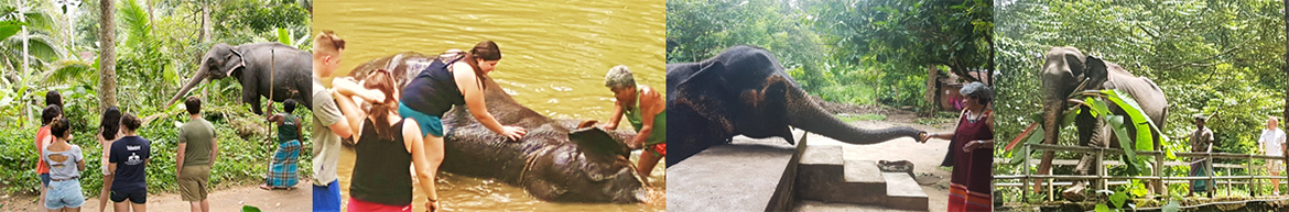 Day excursion to elephant sanctuary